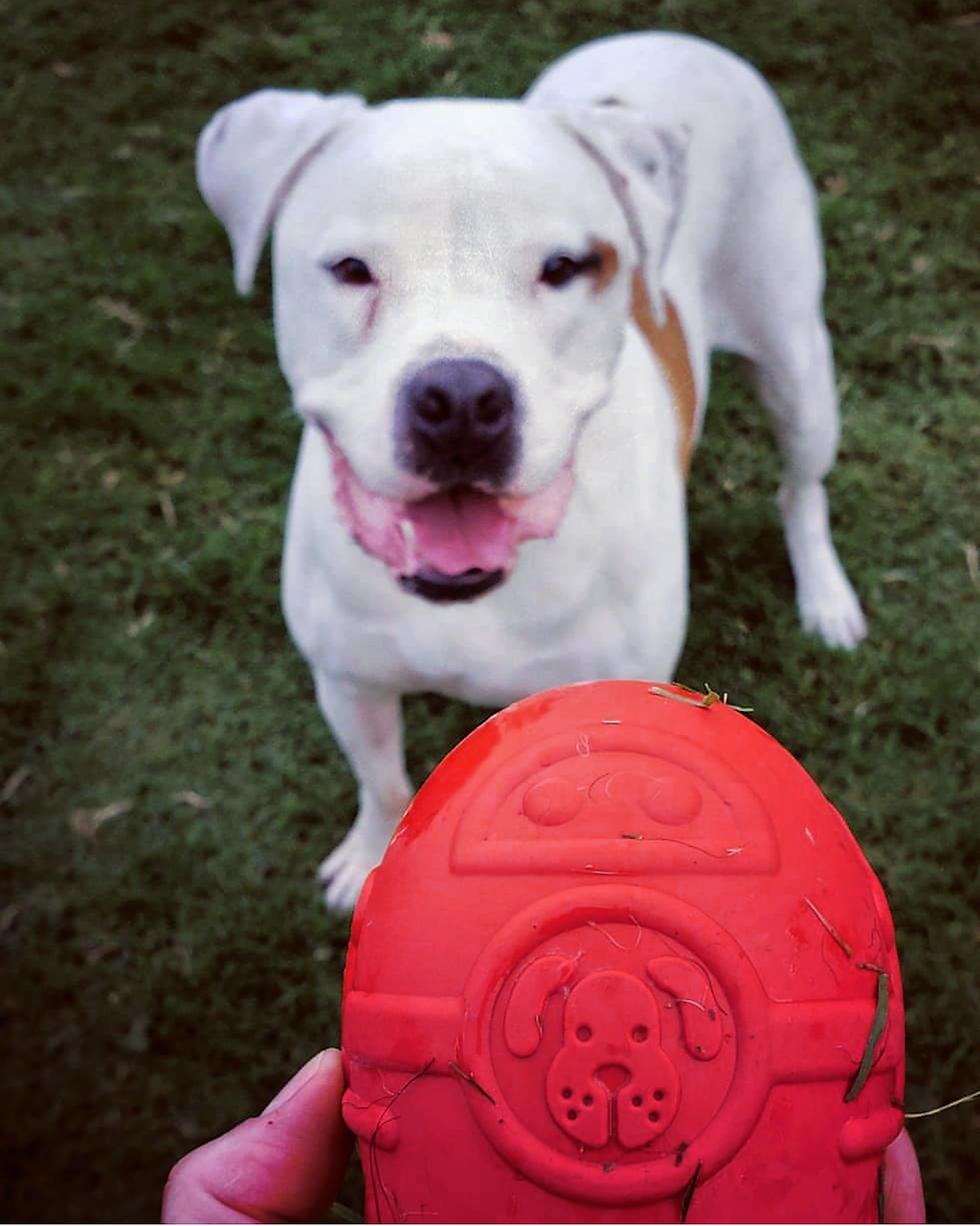 Rocketman Dog Toy - Durable Rubber Chew Toy & Treat Dispenser | USA Made by SodaPup/True Dogs, LLC