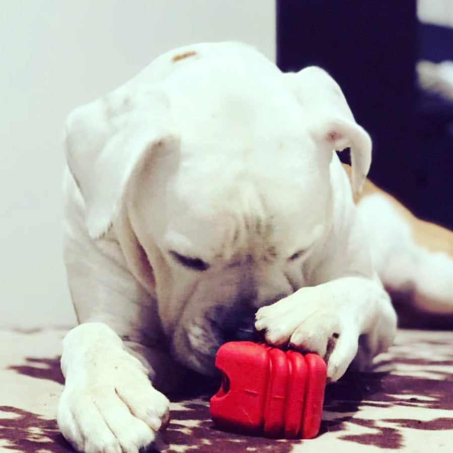 Heart on a String Dog Toy - Durable Rubber Tug Toy for Large Dogs | USA Made by SodaPup/True Dogs, LLC