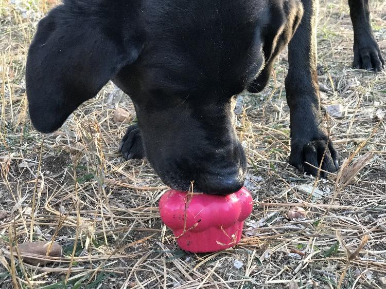 Cupcake eDispenser - Durable Rubber Chew Toy & Treat Dispenser | USA Made by SodaPup/True Dogs, LLC