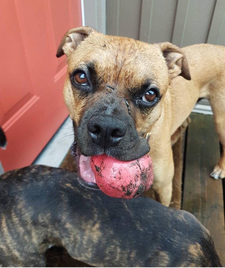 Asteroid Rubber Dog Chew Toy for Heavy Chewers | Red Retrieving Toy | USA Made by SodaPup/True Dogs, LLC