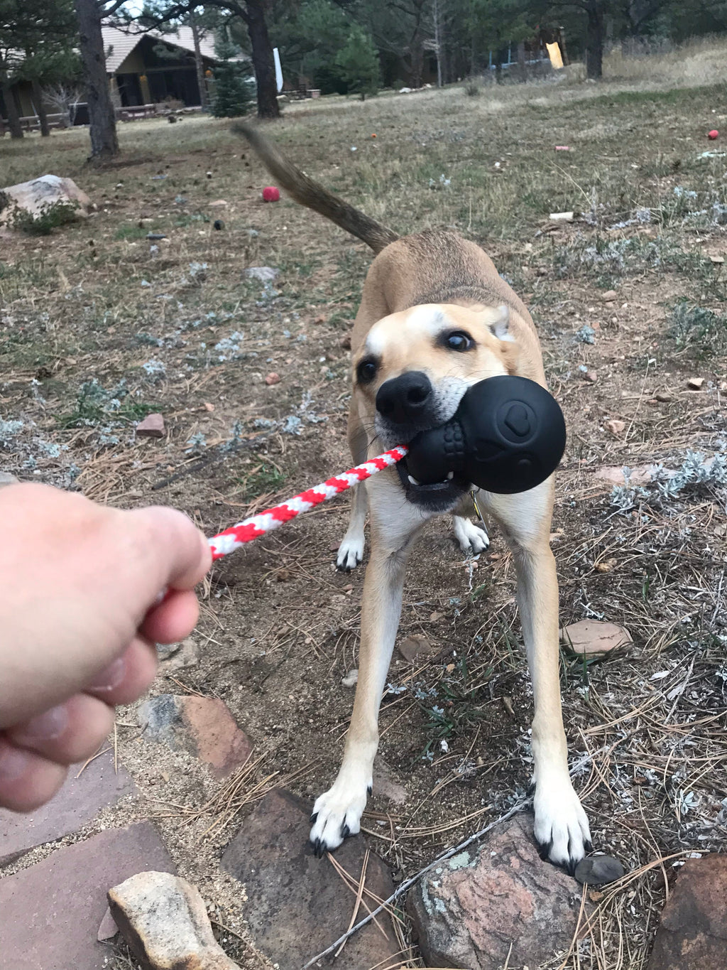 USA-K9 Magnum Skull - Black Magnum Rubber Chew Toy for Extreme Chewers | USA Made by SodaPup/True Dogs, LLC