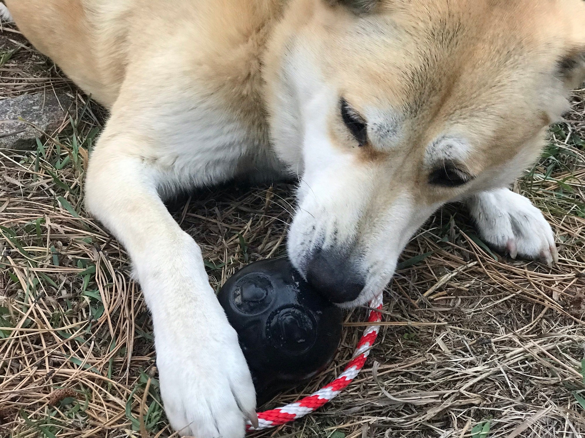 USA-K9 Skull Dog Chew Toy & Treat Dispenser - Made in USA | SodaPup by SodaPup/True Dogs, LLC