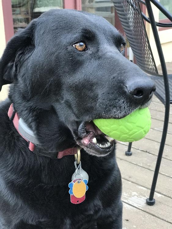 Dinosaur Egg Dog Chew Toy & Treat Dispenser - USA Made | SodaPup by SodaPup/True Dogs, LLC