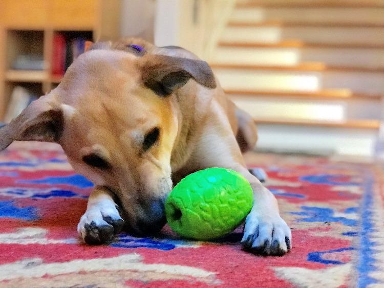 Dinosaur Egg Dog Chew Toy & Treat Dispenser - USA Made | SodaPup by SodaPup/True Dogs, LLC