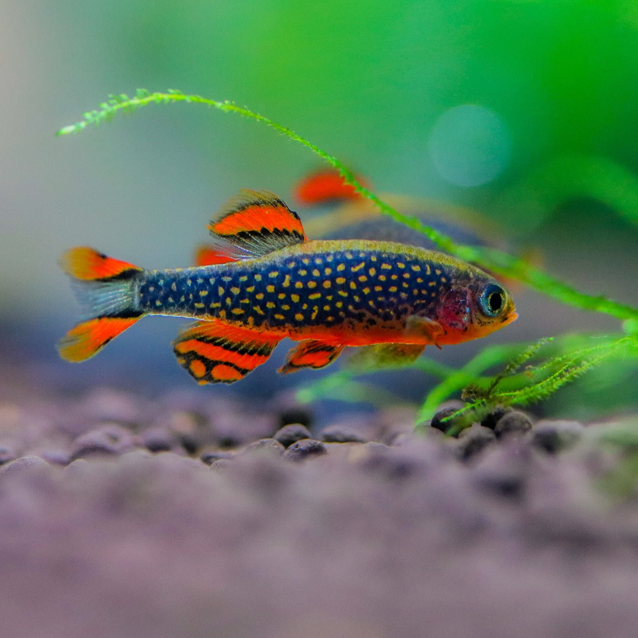 Celestial Pearl Danio / Galaxy Rasbora (Celestichthys margaritatus) by Danaqua Live Fish & More
