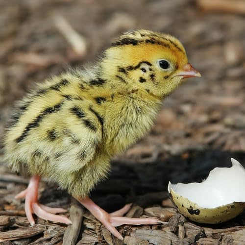 Coturnix Quail Fertile Hatching Eggs, 12 Count, Carefully Sourced and Selected for Quality, Ideal for Incubation and Sustainable Egg Hatching from Family Farms and Hatcheries picked daily fresh by Quailz.com by Undique LLC