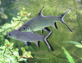 Tri Color Shark by Danaqua Live Fish & More