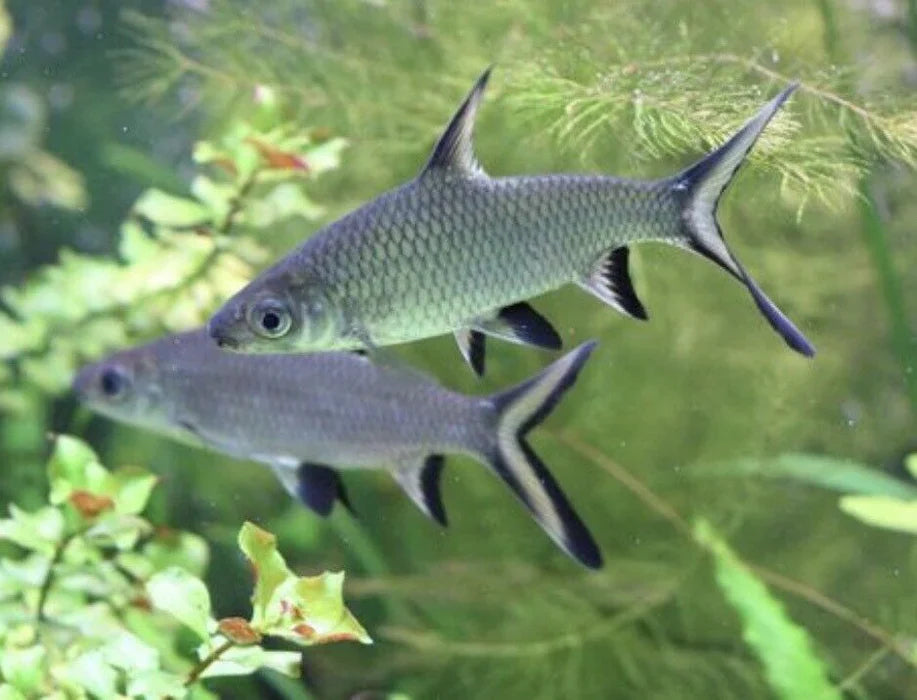 Tri Color Shark by Danaqua Live Fish & More