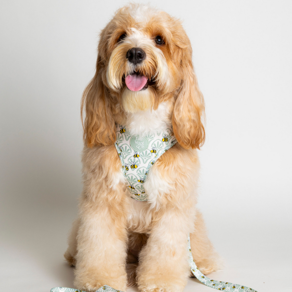 Little Honey Adjustable Harness by EverWoof