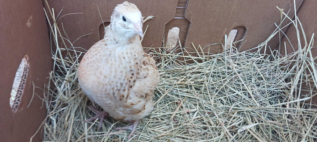 Jumbo Italian Quail Hatching Eggs by Quailz.com by Undique LLC