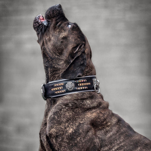 Atlantis Collar by Bestia Dog Gear
