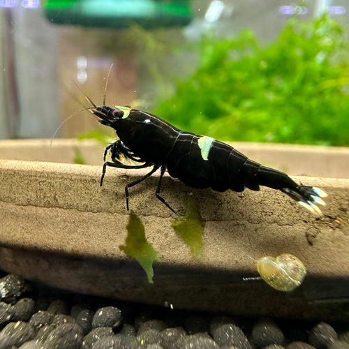 Black King Kong shrimp (pack of 6) by Danaqua Live Fish & More