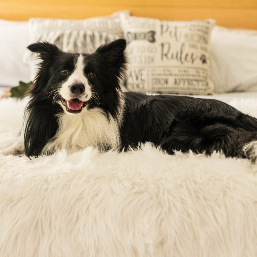PupProtector™ Waterproof Throw Blanket - Polar White by Paw.com
