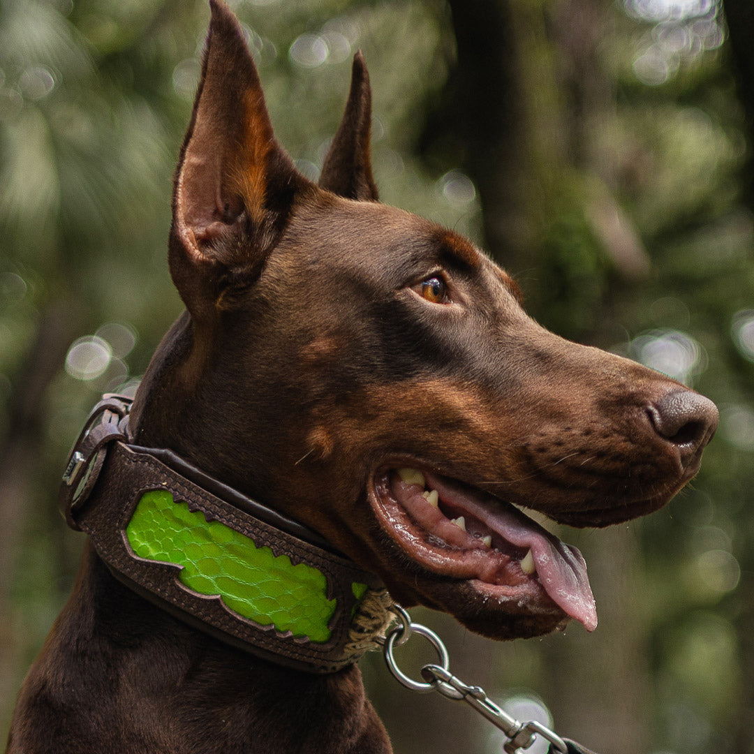 The ''Venom'' collar by Bestia Dog Gear