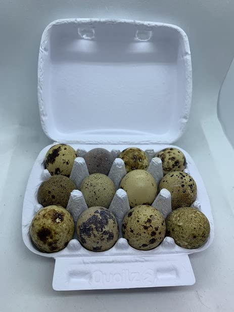 Red Range Coturnix Quail Hatching Eggs