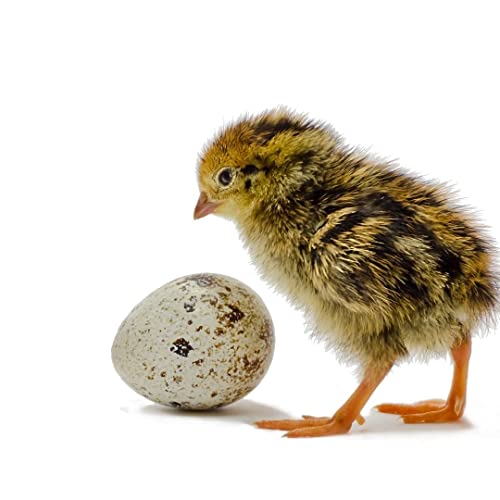 Coturnix Quail Fertile Hatching Eggs, 12 Count, Carefully Sourced and Selected for Quality, Ideal for Incubation and Sustainable Egg Hatching from Family Farms and Hatcheries picked daily fresh by Quailz.com by Undique LLC
