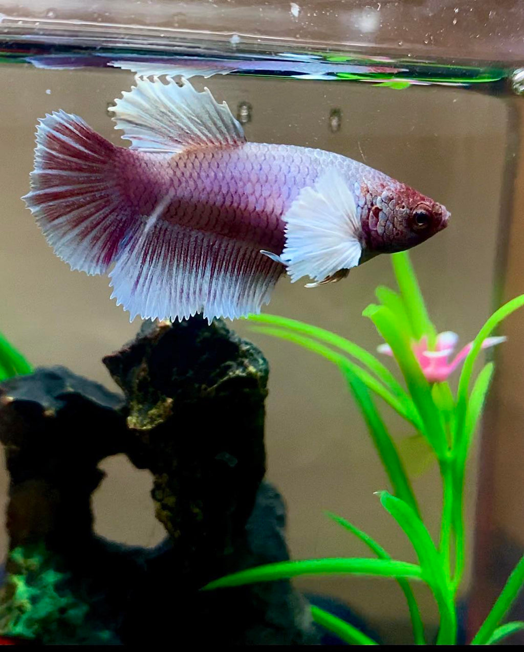 Elephant Ear Betta by Danaqua Live Fish & More
