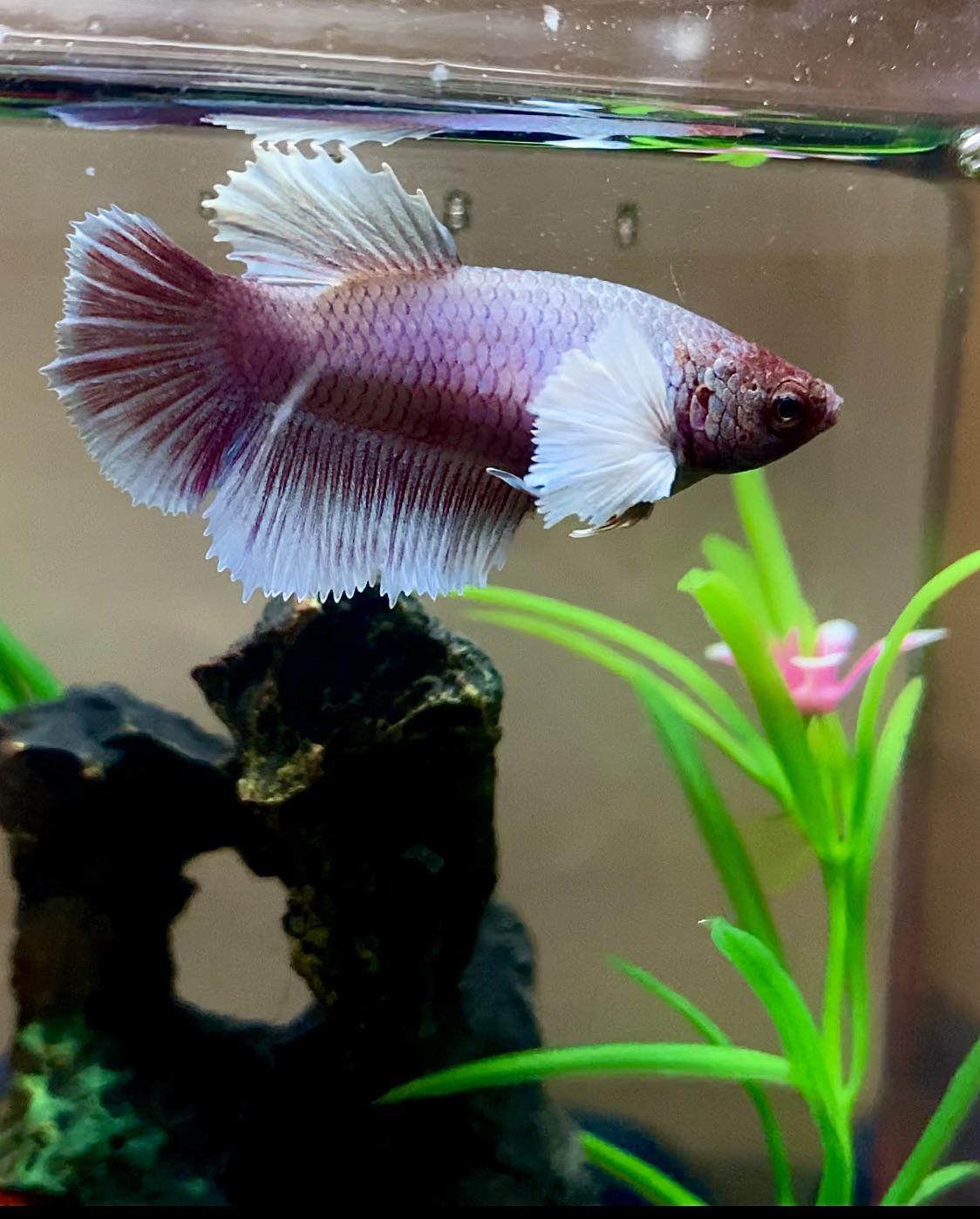 Elephant Ear Betta by Danaqua Live Fish & More
