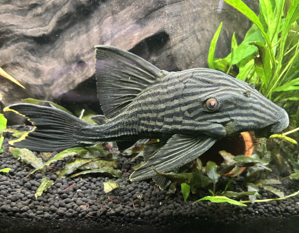 Royal Pleco by Danaqua Live Fish & More