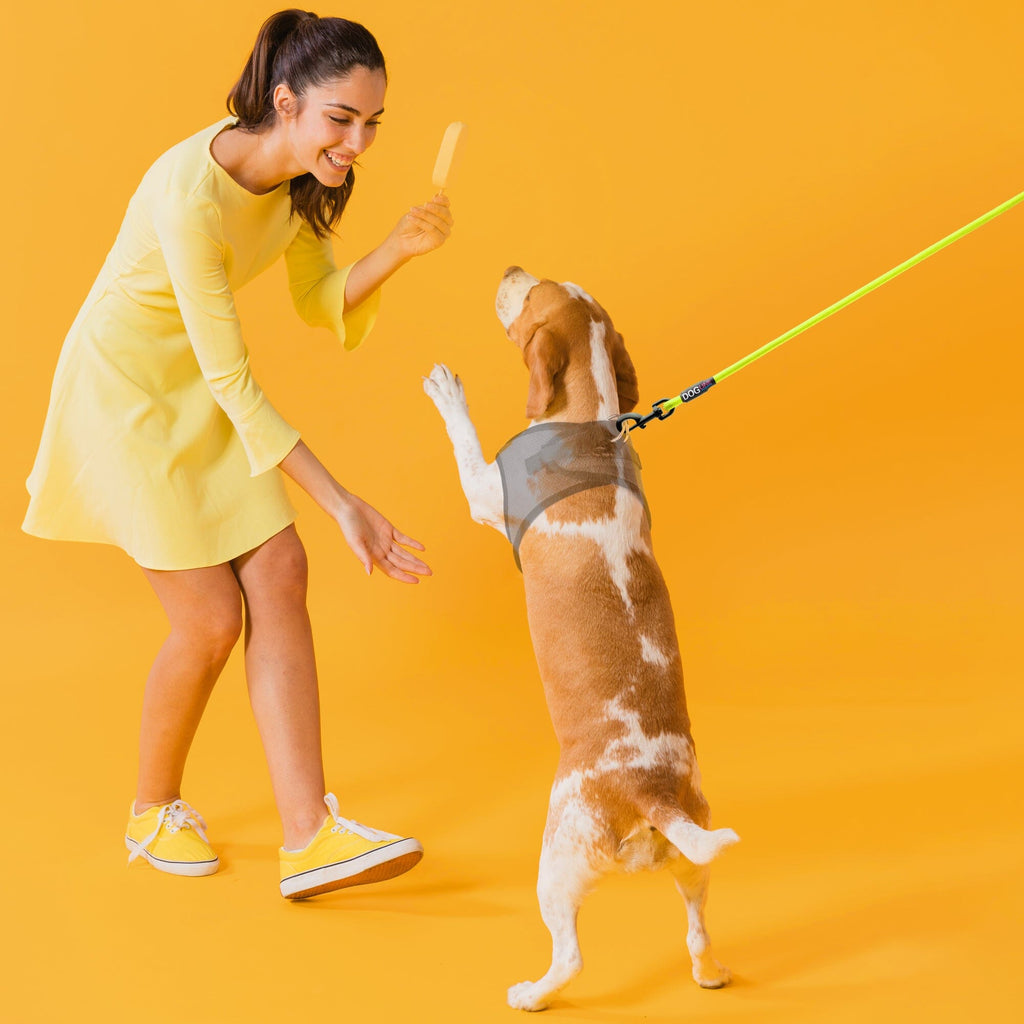 Nylon Round Dog Lead by Dogline