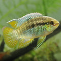 Laetacara curviceps (Dwarf Flag Cichlid) by Danaqua Live Fish & More
