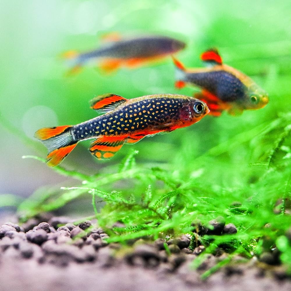 Celestial Pearl Danio / Galaxy Rasbora (Celestichthys margaritatus) by Danaqua Live Fish & More