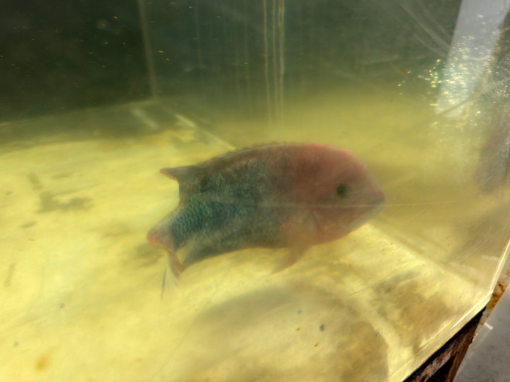 Fenestratus Cichlid (Vieja fenestrata) by Danaqua Live Fish & More