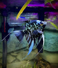 Marble Angelfish (Pterophyllum scalare) MEDIUM by Danaqua Live Fish & More