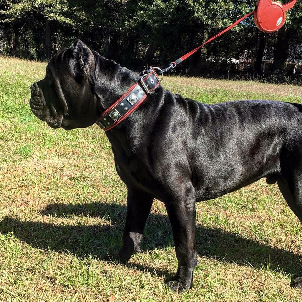 The "Eros" collar 2.5 inch wide black & red by Bestia Dog Gear