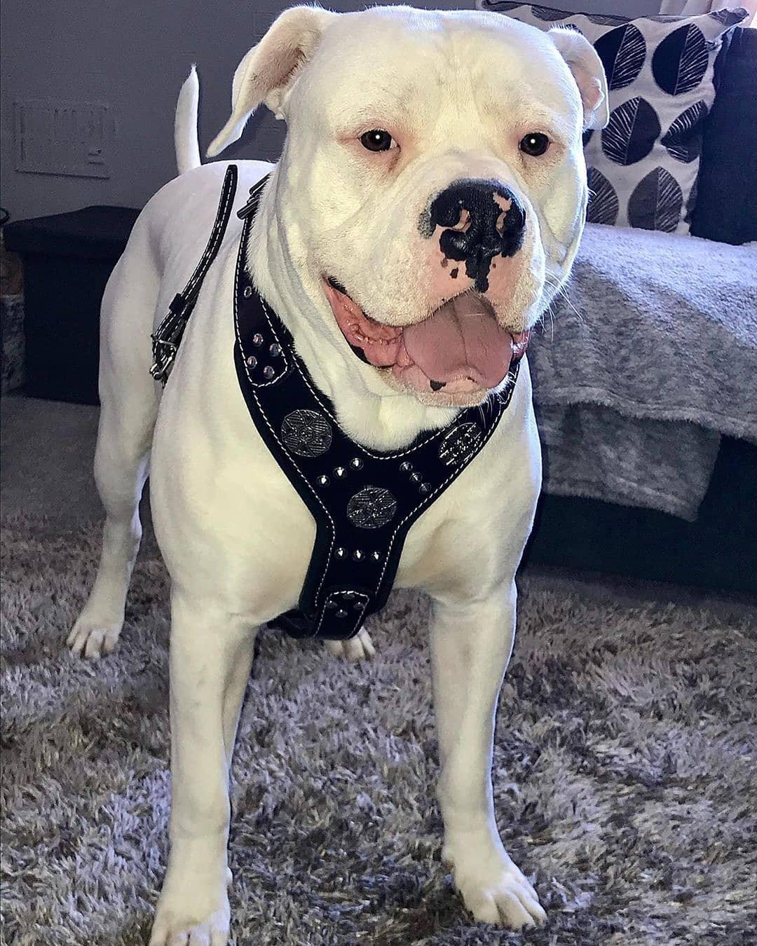 The "Maximus" silver harness by Bestia Dog Gear