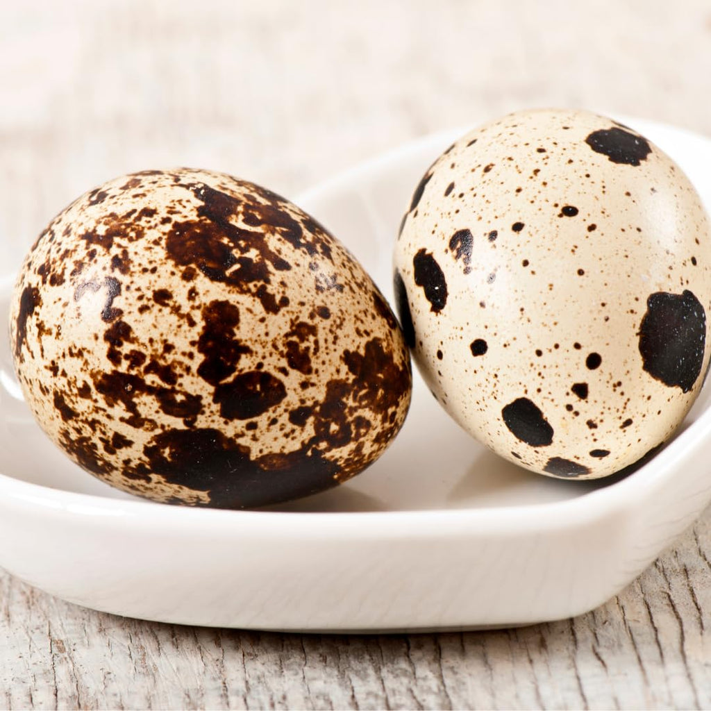 Empty Whole Eggshells Quail Eggs Hollowed - Set of 10 Cleaned Hollow Quail Eggs Perfect for Crafting and Decoration by Quailz.com by Undique LLC