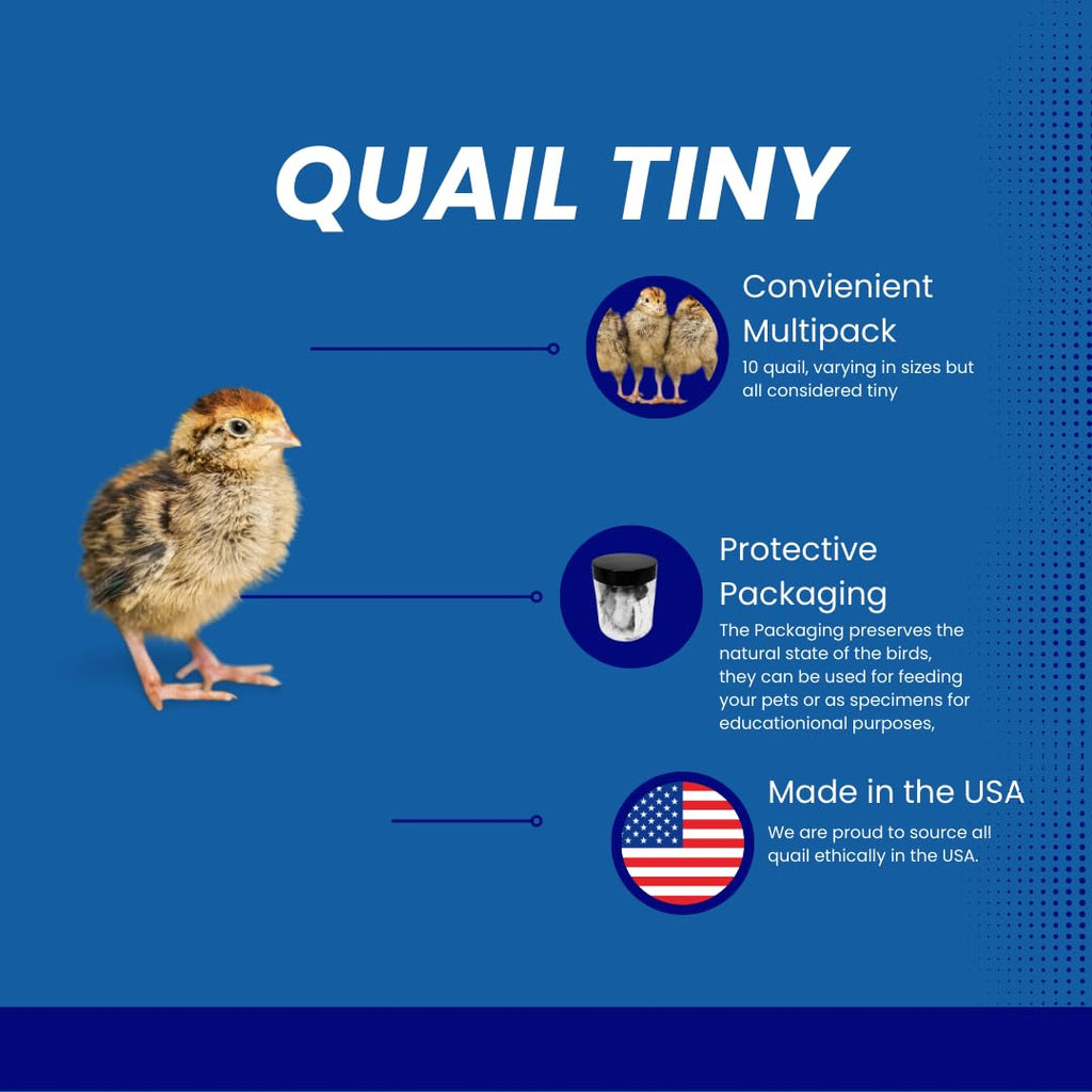 Quail Whole Chick Treats, 10 Count - Tiny, dehydrated Small Premium cat and Dog Treat by Quailz.com by Undique LLC