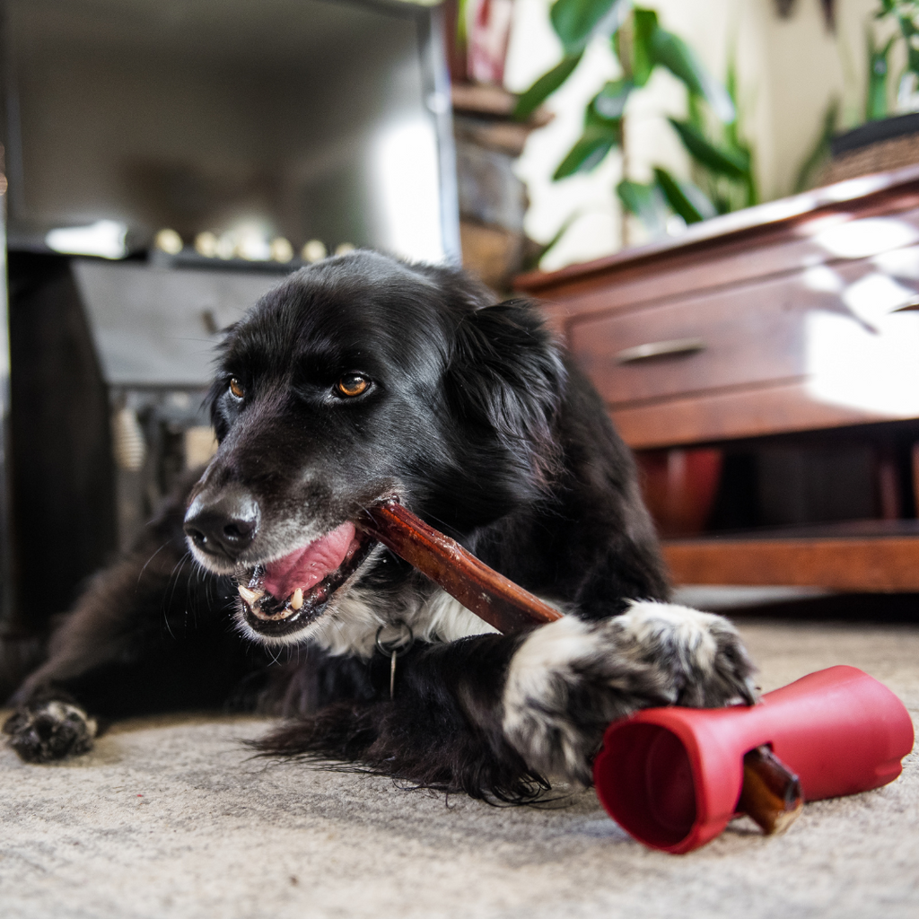 Bully Stick Safety Holder by Bully Bunches