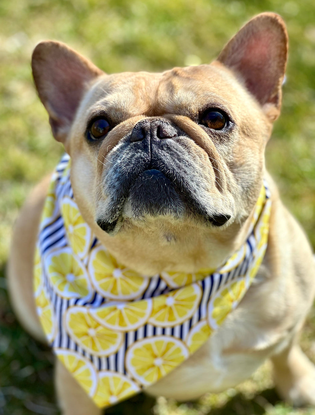 Lemon Dog Bandana by Happy Tails Outfitters