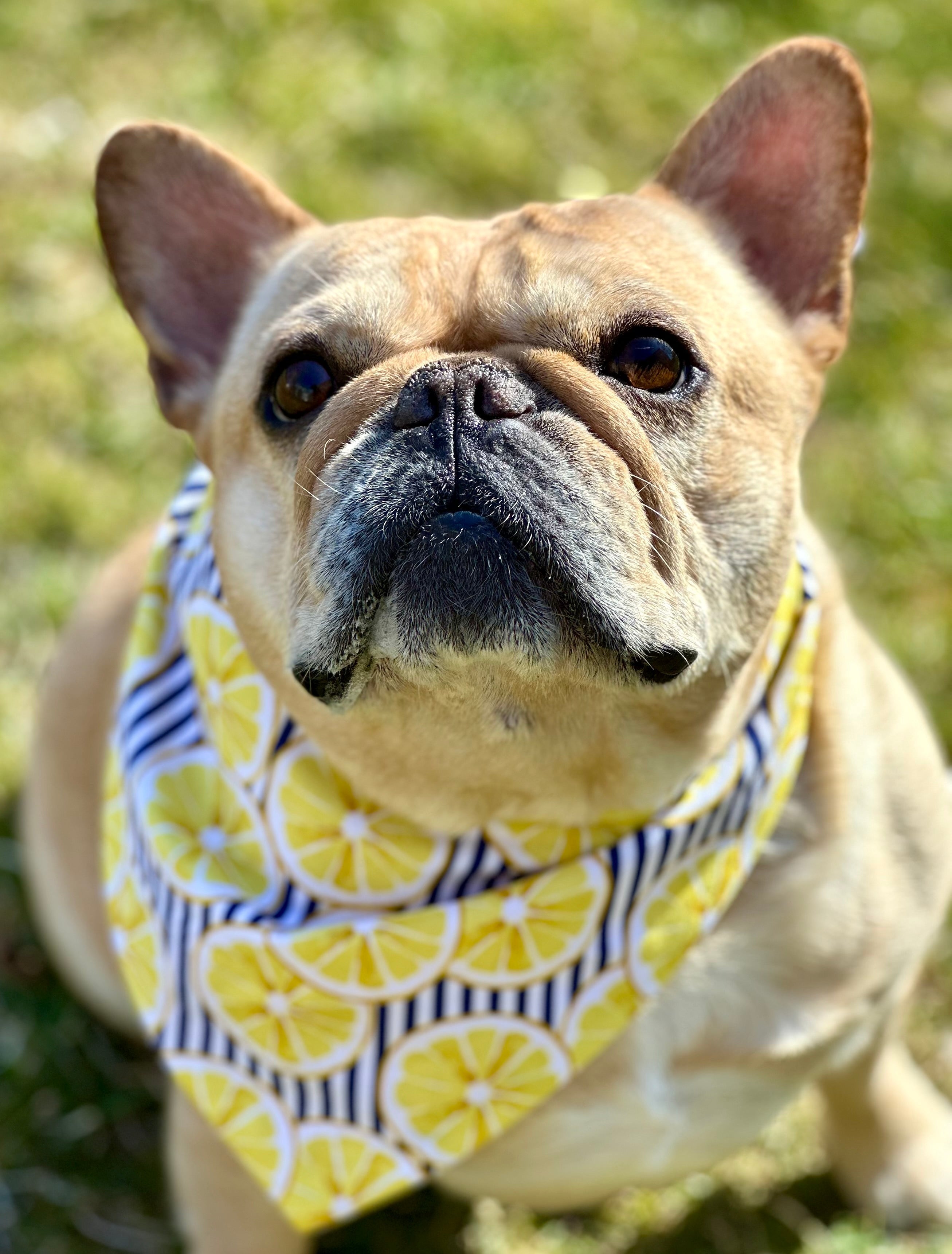 Lemon Dog Bandana by Happy Tails Outfitters
