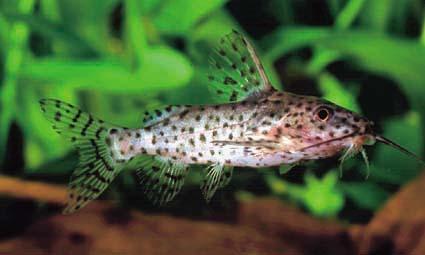 Synodontis nigrita by Danaqua Live Fish & More
