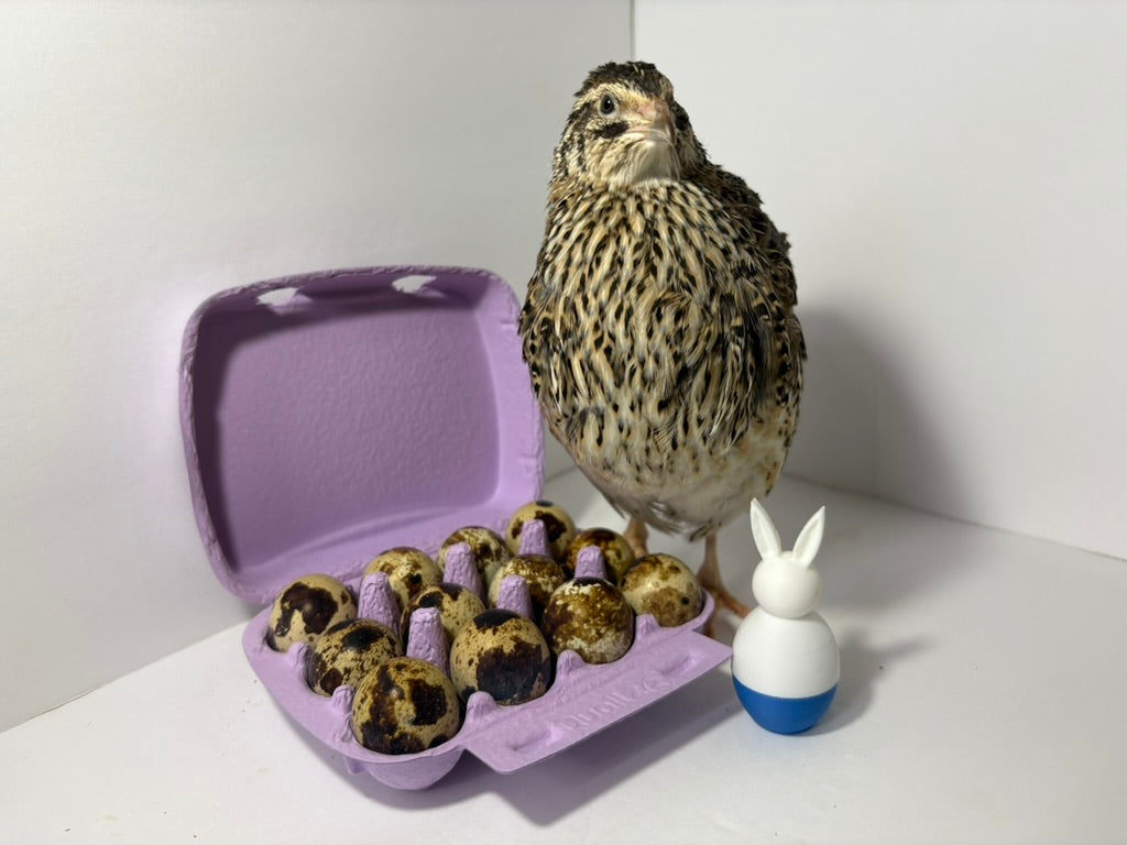 Fertile Quail Eggs – Choose Your Variety by Quailz.com by Undique LLC