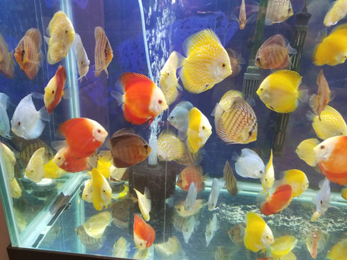 Blue Diamond Discus (Symphysodon discus) by Danaqua Live Fish & More