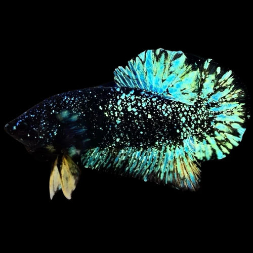 Avatar Betta Fish (Male) by Danaqua Live Fish & More