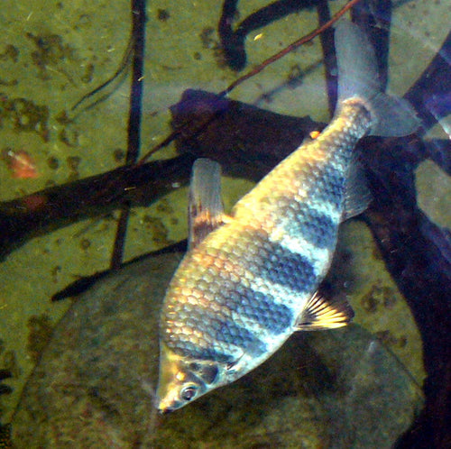 Abramites Headstanders by Danaqua Live Fish & More