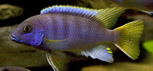 Acei Cichlid (Pseudotropheus sp. "acei") by Danaqua Live Fish & More