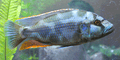 Livingstoni Cichlid (Nimbochromis livingstonii) by Danaqua Live Fish & More