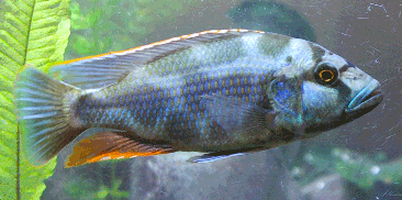 Livingstoni Cichlid (Nimbochromis livingstonii) by Danaqua Live Fish & More