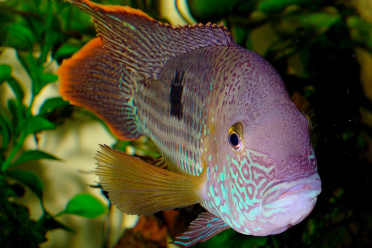 Green Terror Cichlid (Andinoacara rivulatus) by Danaqua Live Fish & More