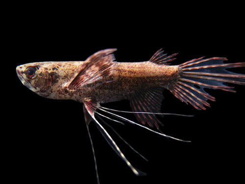 African Butterfly Fish (Pantodon buchholzi) by Danaqua Live Fish & More