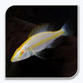 Compressiceps Albino Cichlid by Danaqua Live Fish & More