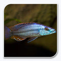 Rock-Dwelling Mbuna Cichlid – Compressiceps East African Cichlid by Danaqua Live Fish & More