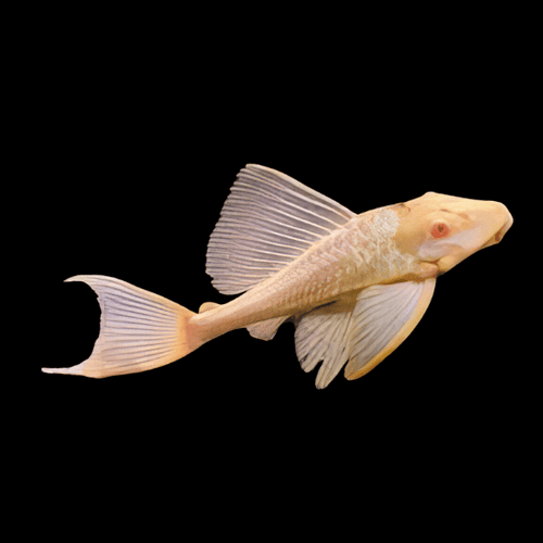 Albino Pleco (Ancistrus cf. cirrhosus) by Danaqua Live Fish & More