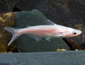 Albino iridescent sharks by Danaqua Live Fish & More