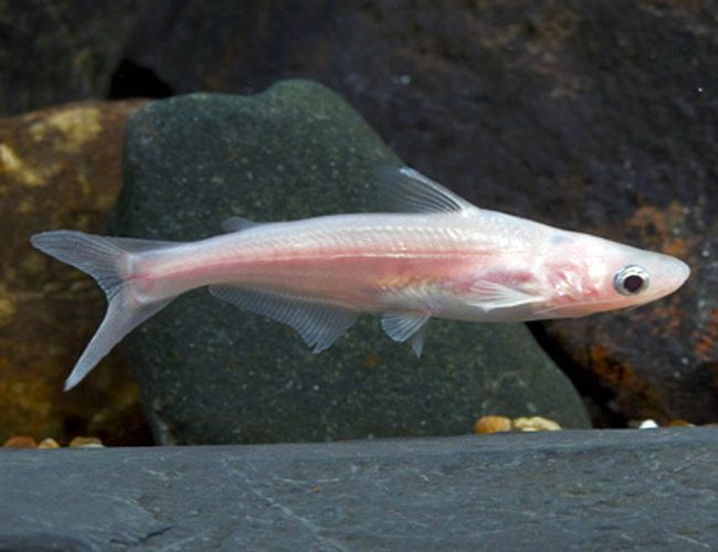 Albino iridescent sharks by Danaqua Live Fish & More